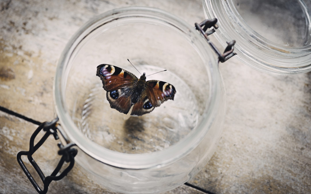 The Butterfly Effect: Open the Jar